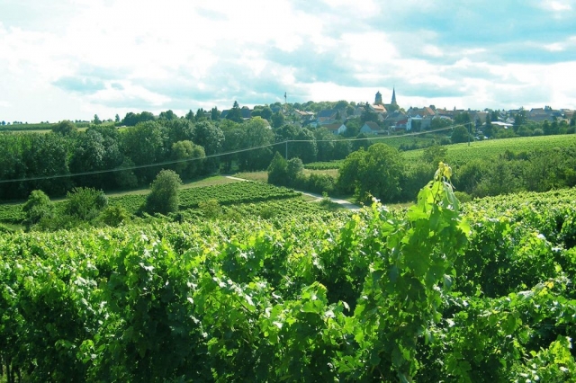 Weinlage Blücherpfad