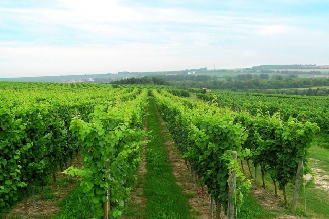 Weinlage Felsen