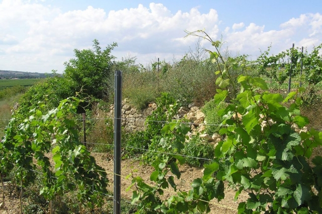 Mauer im Hoellenbrand