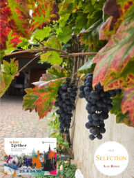 wine2gether-Hof-Traube